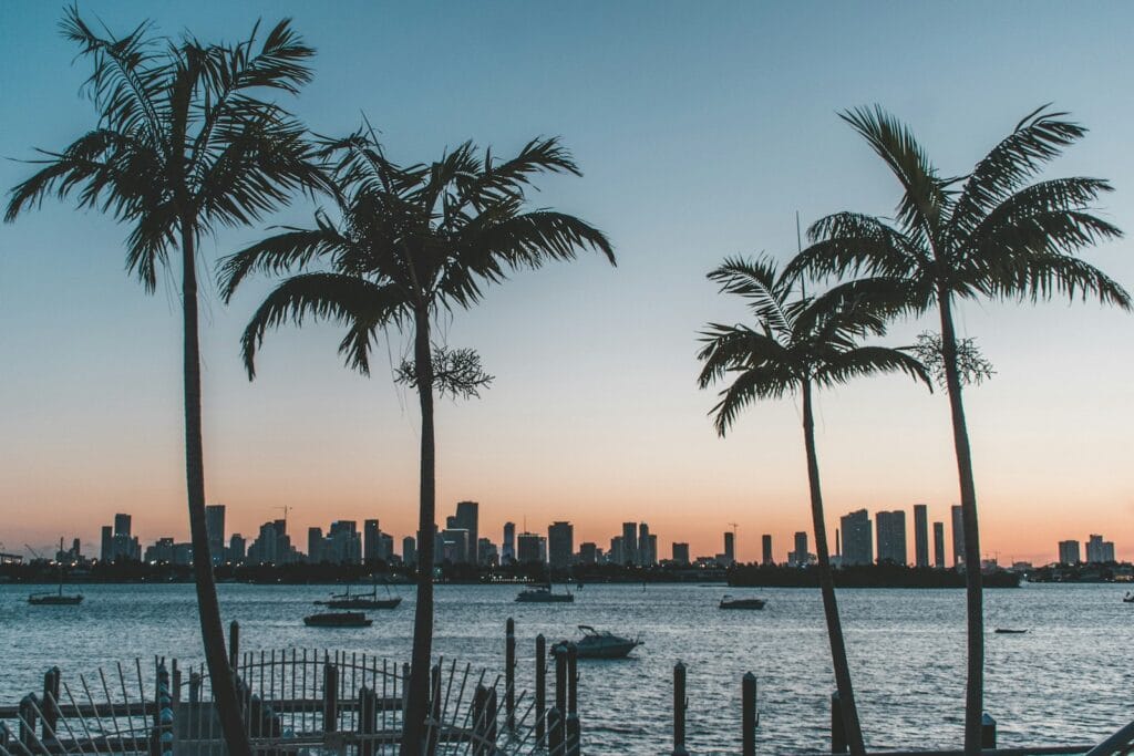 Florida Palms
